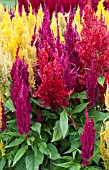 CELOSIA ARGENTEA CENTURY MIX