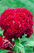 CELOSIA ARGENTEA CHIEF CARMINE