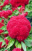 CELOSIA ARGENTEA CHIEF FIRE