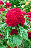 CELOSIA ARGENTEA CHIEF FIRE