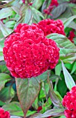 CELOSIA CRISTATA KURUME NEW SCARLET