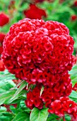 CELOSIA CRISTATA KURUME ORANGE RED