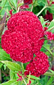 CELOSIA CRISTATA KURUME ROSE