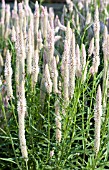 CELOSIA SPICATA FLAMINGO FEATHER