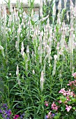 CELOSIA SPICATA FLAMINGO FEATHER