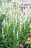 CELOSIA SPICATA FLAMINGO FEATHER