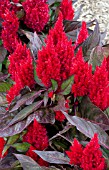 CELOSIA PLUMOSA SMART LOOK RED