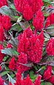 CELOSIA PLUMOSA SMART LOOK RED