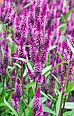 CELOSIA SPICATA CELWAY PURPLE