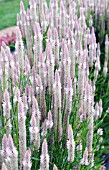 CELOSIA SPICATA FLAMINGO FEATHER PINK AND WHITE