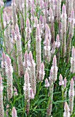 CELOSIA SPICATA FLAMINGO FEATHER PINK AND WHITE