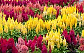 CELOSIA SPICATA MIX