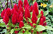 CELOSIA SPICATA RED