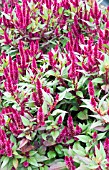 CELOSIA SPICATA SPIKY PURPLE