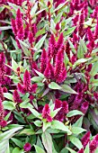 CELOSIA SPICATA SPIKY PURPLE