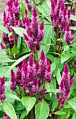 CELOSIA SPICATA STARTREK LILAC