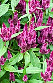 CELOSIA SPICATA STARTREK LILAC