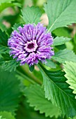 CENTRATHERUM BRAZILIAN BUTTON FLOWER