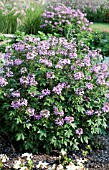 CLEOME SENORITA ROSALITA