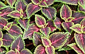 COLEUS ALTOONA