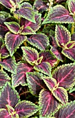 COLEUS ALTOONA