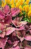 COLEUS AND CELOSIA