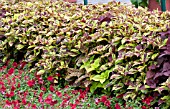 COLEUS AND PETUNIA