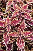 COLEUS BROWNIE POINTS