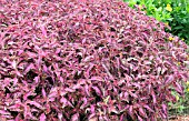 COLEUS CHAOTIC ROSE