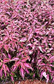 COLEUS CHAOTIC ROSE