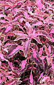 COLEUS CHAOTIC ROSE