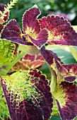 COLEUS DIPT IN WINE