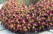 COLEUS DIPT IN WINE