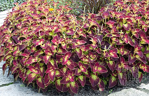 COLEUS_DIPT_IN_WINE