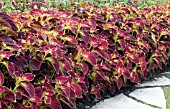 COLEUS DIPT IN WINE