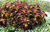 COLEUS DIPT IN WINE