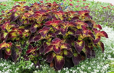 COLEUS_DIPT_IN_WINE