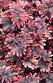 COLEUS GNASH RAMBLER