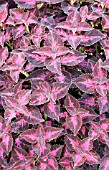 COLEUS GRAPE EXPECTATIONS