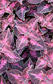 COLEUS GRAPE EXPECTATIONS