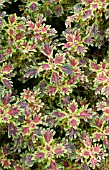 COLEUS INDIAN FRILLS