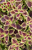 COLEUS JUICY LUCY