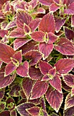 COLEUS JUICY LUCY