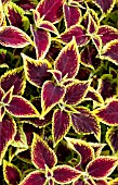 COLEUS MOSAIK BURGUNDY VELVET