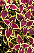 COLEUS MOSAIK BURGUNDY VELVET