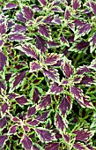 COLEUS MOSAIK THIN MINT