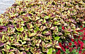 COLEUS PAINTED LADY