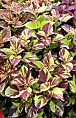 COLEUS PAINTED LADY