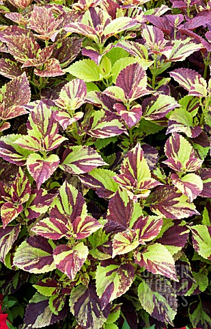 COLEUS_PAINTED_LADY