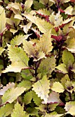 COLEUS PENNY